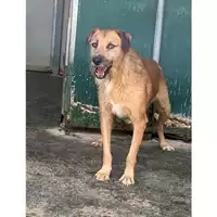 Foto dell\'animale Comune di Messina -  Dipartimento ambiente e sanità - Servizio Randagismo Messina - 380260044216062