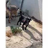 Foto dell\'animale Comune di Messina -  Dipartimento ambiente e sanità - Servizio Randagismo Messina - 380260100179876