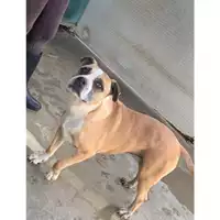 Foto dell\'animale Comune di Messina -  Dipartimento ambiente e sanità - Servizio Randagismo Messina - 380260002666179