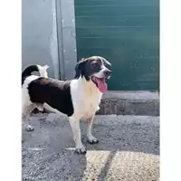 Foto dell\'animale Comune di Messina -  Dipartimento ambiente e sanità - Servizio Randagismo Messina - 380260044456857