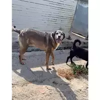 Foto dell\'animale Comune di Messina -  Dipartimento ambiente e sanità - Servizio Randagismo Messina - 380260100076795