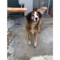 Foto dell\'animale Comune di Messina -  Dipartimento ambiente e sanità - Servizio Randagismo Messina - 380260040964670