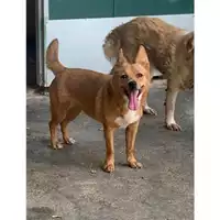 Foto dell\'animale Comune di Messina -  Dipartimento ambiente e sanità - Servizio Randagismo Messina - 380260170168897