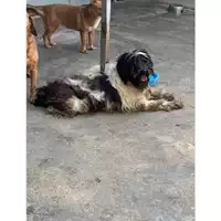 Foto dell\'animale Comune di Messina -  Dipartimento ambiente e sanità - Servizio Randagismo Messina - 380260044216400