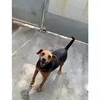 Foto dell\'animale Comune di Messina -  Dipartimento ambiente e sanità - Servizio Randagismo Messina - 380260170210515