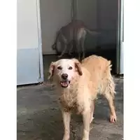 Foto dell\'animale Comune di Messina -  Dipartimento ambiente e sanità - Servizio Randagismo Messina - 380260010143800