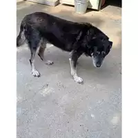 Foto dell\'animale Comune di Messina -  Dipartimento ambiente e sanità - Servizio Randagismo Messina - 380260041229251