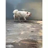 Foto dell\'animale Comune di Messina -  Dipartimento ambiente e sanità - Servizio Randagismo Messina - 380260043661145