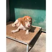 Foto dell\'animale Comune di Messina -  Dipartimento ambiente e sanità - Servizio Randagismo Messina - 380260044456180