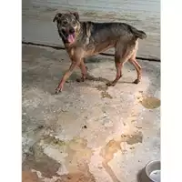 Foto dell\'animale Comune di Messina -  Dipartimento ambiente e sanità - Servizio Randagismo Messina - 380260002667412