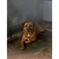 Foto dell\'animale Comune di Messina -  Dipartimento ambiente e sanità - Servizio Randagismo Messina - 380260043652323
