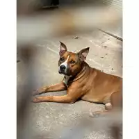 Foto dell\'animale Comune di Messina -  Dipartimento ambiente e sanità - Servizio Randagismo Messina - 380260044215985
