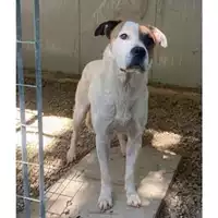 Foto dell\'animale Comune di Messina -  Dipartimento ambiente e sanità - Servizio Randagismo Messina - 380260170064886