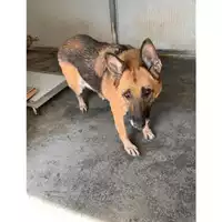Foto dell\'animale Comune di Messina -  Dipartimento ambiente e sanità - Servizio Randagismo Messina - 380260043652149