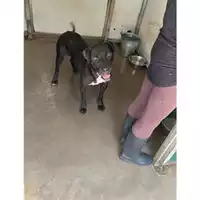 Foto dell\'animale Comune di Messina -  Dipartimento ambiente e sanità - Servizio Randagismo Messina - 380260100337601