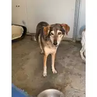 Foto dell\'animale Comune di Messina -  Dipartimento ambiente e sanità - Servizio Randagismo Messina - 380260002667479