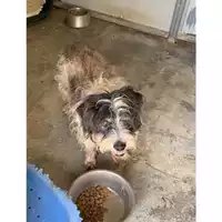 Foto dell\'animale Comune di Messina -  Dipartimento ambiente e sanità - Servizio Randagismo Messina - 380260010145462