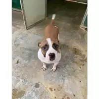 Foto dell\'animale Comune di Messina -  Dipartimento ambiente e sanità - Servizio Randagismo Messina - 380260043666614