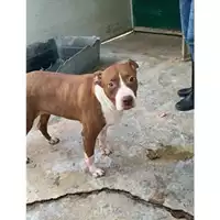Foto dell\'animale Comune di Messina -  Dipartimento ambiente e sanità - Servizio Randagismo Messina - 380260043667233