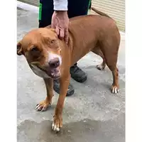 Foto dell\'animale Comune di Messina -  Dipartimento ambiente e sanità - Servizio Randagismo Messina - 380260170064384