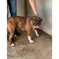 Foto dell\'animale Comune di Messina -  Dipartimento ambiente e sanità - Servizio Randagismo Messina - 380260043660899