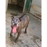 Foto dell\'animale Comune di Messina -  Dipartimento ambiente e sanità - Servizio Randagismo Messina - 380260004024720