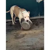Foto dell\'animale Comune di Messina -  Dipartimento ambiente e sanità - Servizio Randagismo Messina - 380260002666912