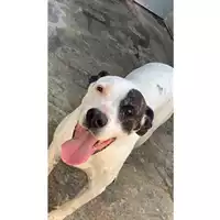 Foto dell\'animale Comune di Messina -  Dipartimento ambiente e sanità - Servizio Randagismo Messina - 380260043667337