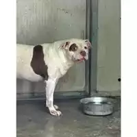 Foto dell\'animale Comune di Messina -  Dipartimento ambiente e sanità - Servizio Randagismo Messina - 380260043651722