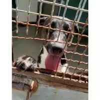 Foto dell\'animale Comune di Messina -  Dipartimento ambiente e sanità - Servizio Randagismo Messina - 380260170212226