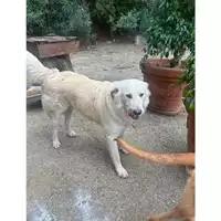 Foto dell\'animale Comune di Messina -  Dipartimento ambiente e sanità - Servizio Randagismo Messina - 380260170212449