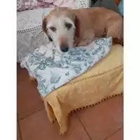Foto dell\'animale Comune di Messina -  Dipartimento ambiente e sanità - Servizio Randagismo Messina - 380260170212018
