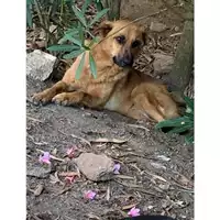 Foto dell\'animale Comune di Messina -  Dipartimento ambiente e sanità - Servizio Randagismo Messina - 380260100079094