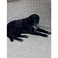 Foto dell\'animale Comune di Messina -  Dipartimento ambiente e sanità - Servizio Randagismo Messina - 380260020183484