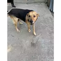 Foto dell\'animale Comune di Messina -  Dipartimento ambiente e sanità - Servizio Randagismo Messina - 380260043669149