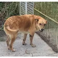 Foto dell\'animale Comune di Messina -  Dipartimento ambiente e sanità - Servizio Randagismo Messina - 38026002016 985