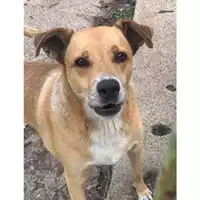 Foto dell\'animale Comune di Messina -  Dipartimento ambiente e sanità - Servizio Randagismo Messina - 380260043658036