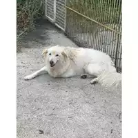 Foto dell\'animale Comune di Messina -  Dipartimento ambiente e sanità - Servizio Randagismo Messina - 380260004028709