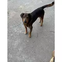 Foto dell\'animale Comune di Messina -  Dipartimento ambiente e sanità - Servizio Randagismo Messina - 380260100076322