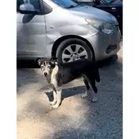 Foto dell\'animale Comune di Messina -  Dipartimento ambiente e sanità - Servizio Randagismo Messina - 380260010145064