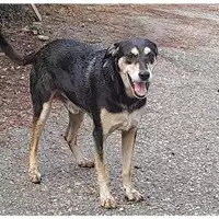 Foto dell\'animale Comune di Messina -  Dipartimento ambiente e sanità - Servizio Randagismo Messina - 380260044464191