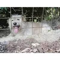 Foto dell\'animale Comune di Messina -  Dipartimento ambiente e sanità - Servizio Randagismo Messina - 380260044214412