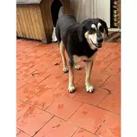Foto dell\'animale Comune di Messina -  Dipartimento ambiente e sanità - Servizio Randagismo Messina - 380260044216188