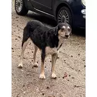 Foto dell\'animale Comune di Messina -  Dipartimento ambiente e sanità - Servizio Randagismo Messina - 380260044216410