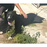 Foto dell\'animale Comune di Messina -  Dipartimento ambiente e sanità - Servizio Randagismo Messina - 380260170211075