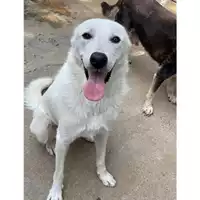 Foto dell\'animale Comune di Messina -  Dipartimento ambiente e sanità - Servizio Randagismo Messina - 380260170211803