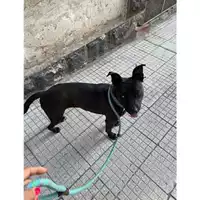 Foto dell\'animale Comune di Messina -  Dipartimento ambiente e sanità - Servizio Randagismo Messina - 380260170210833