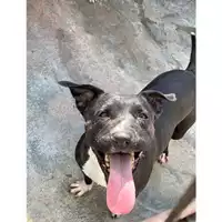 Foto dell\'animale Comune di Messina -  Dipartimento ambiente e sanità - Servizio Randagismo Messina - 380260170169102