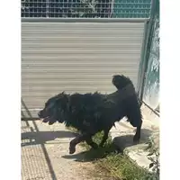 Foto dell\'animale Comune di Messina -  Dipartimento ambiente e sanità - Servizio Randagismo Messina - 380260004386898