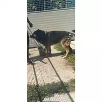 Foto dell\'animale Comune di Messina -  Dipartimento ambiente e sanità - Servizio Randagismo Messina - 380260170169107